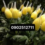Túi lưới bọc hoa cúc ( nhựa pe)