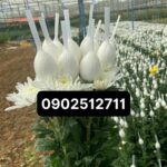 Túi lưới bọc hoa cúc ( nhựa pe)